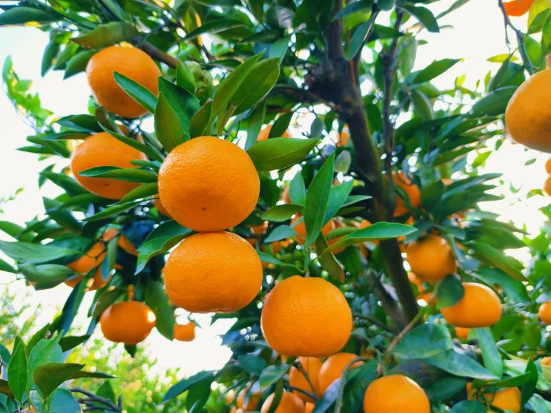 湖北枝江早熟蜜橘无籽薄皮汁多皮毛光滑规格齐全欢迎咨询