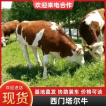 精【推荐】西门塔尔牛犊免费运输货到付款提供养殖技术