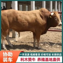 【货到付款】种牛利木赞山东基地养殖直发货发全国