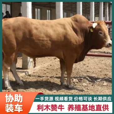 【货到付款】种牛利木赞山东基地养殖直发货发全国