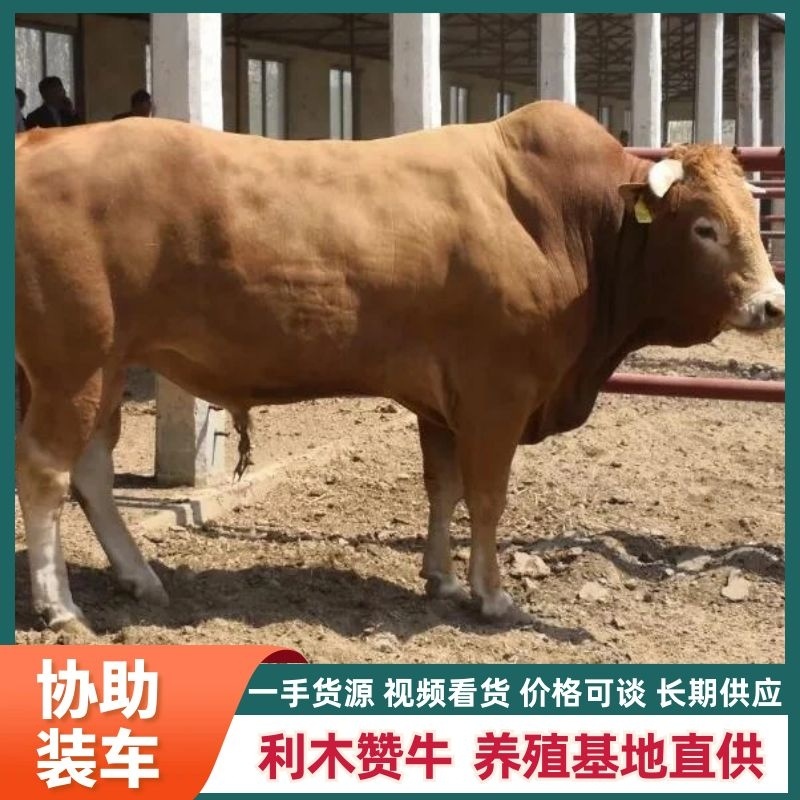 【货到付款】种牛利木赞山东基地养殖直发货发全国