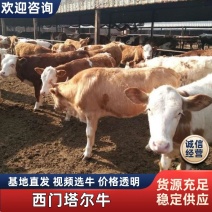 【货到付款】西门塔尔牛基地养殖直发视频看货报销来回路费