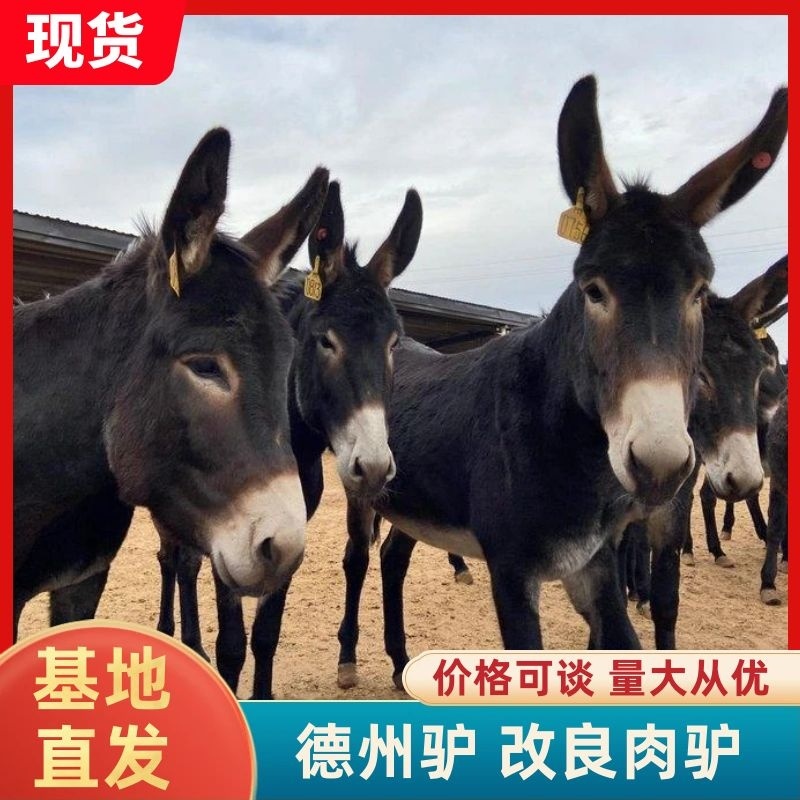 【优质】活驴德州驴基地养殖免费送货报销来回路费货到付款