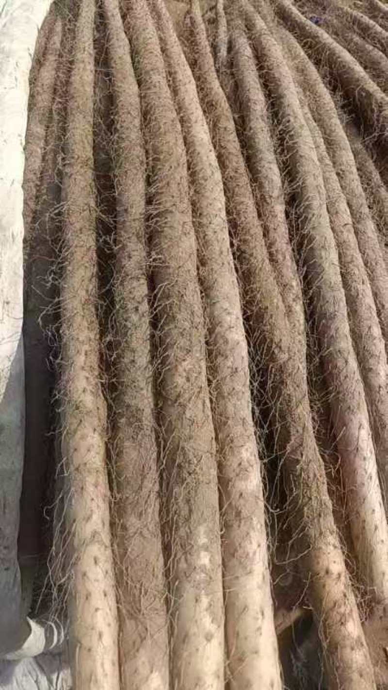 【走量价】山药，精品山药电商货一块多点欢迎电话联系