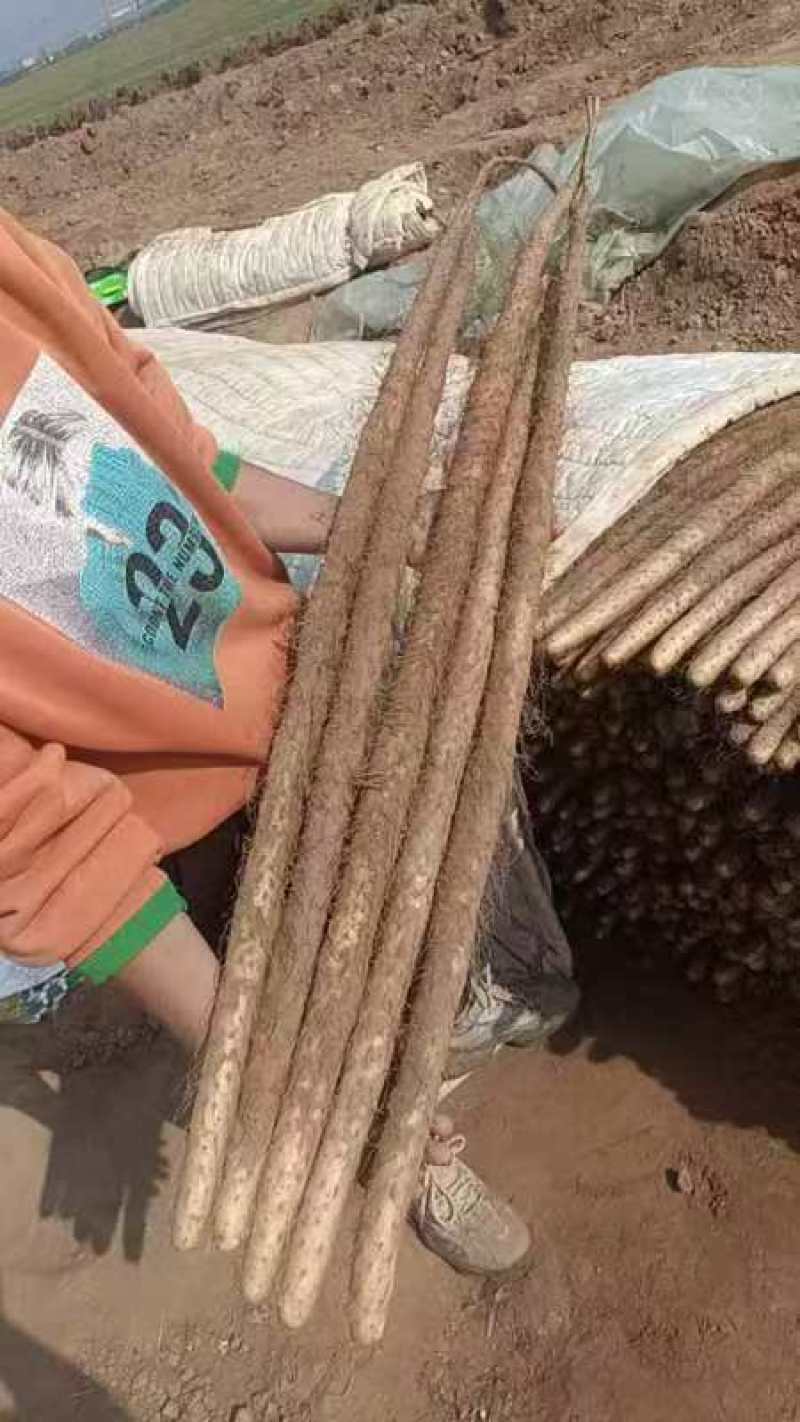 【走量价】山药，精品山药电商货一块多点欢迎电话联系