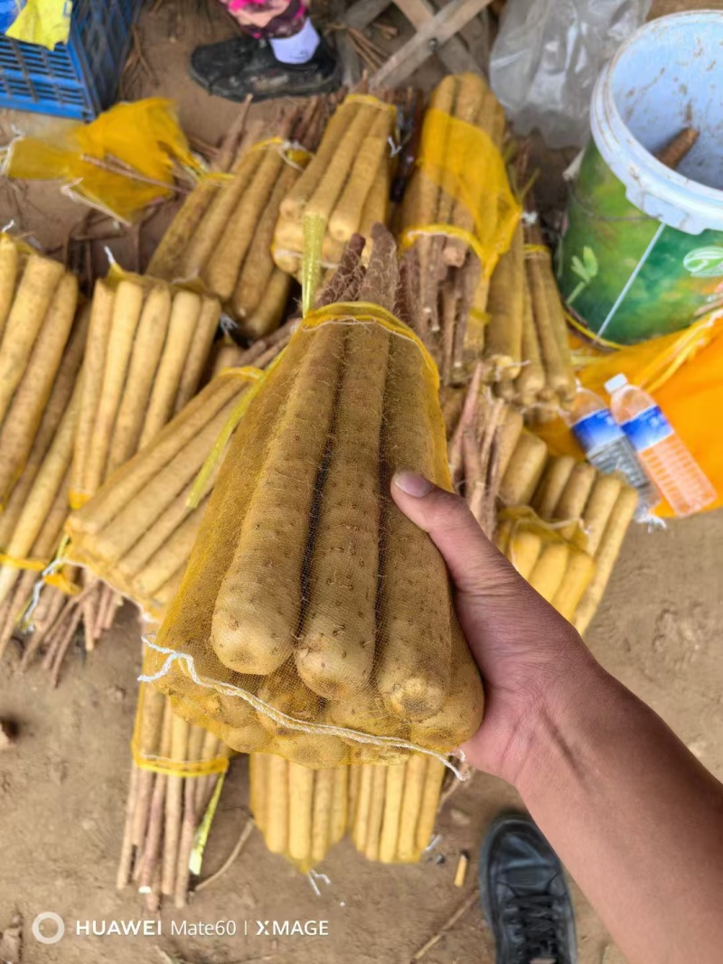 【品质保障】铁棍山药白玉山药大量上市中量大从优欢迎咨询