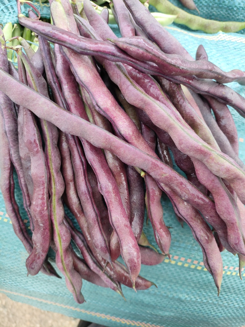 紫豆角大量上市产地直发价格优惠支持视频看货欢迎来电