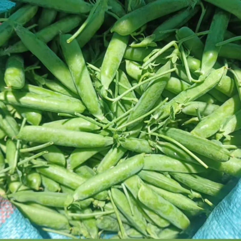 新鲜甜脆豌豆新货颗粒饱满品质保证欢迎来电洽谈合作