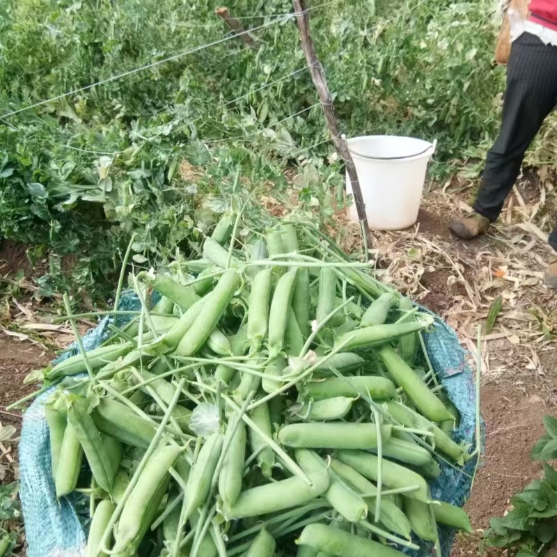新鲜甜脆豌豆新货颗粒饱满品质保证欢迎来电洽谈合作