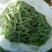 新鲜甜脆豌豆新货颗粒饱满品质保证欢迎来电洽谈合作