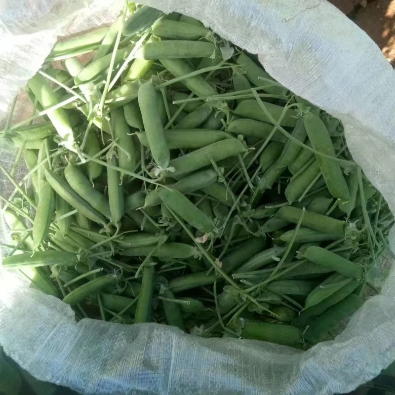 新鲜甜脆豌豆新货颗粒饱满品质保证欢迎来电洽谈合作