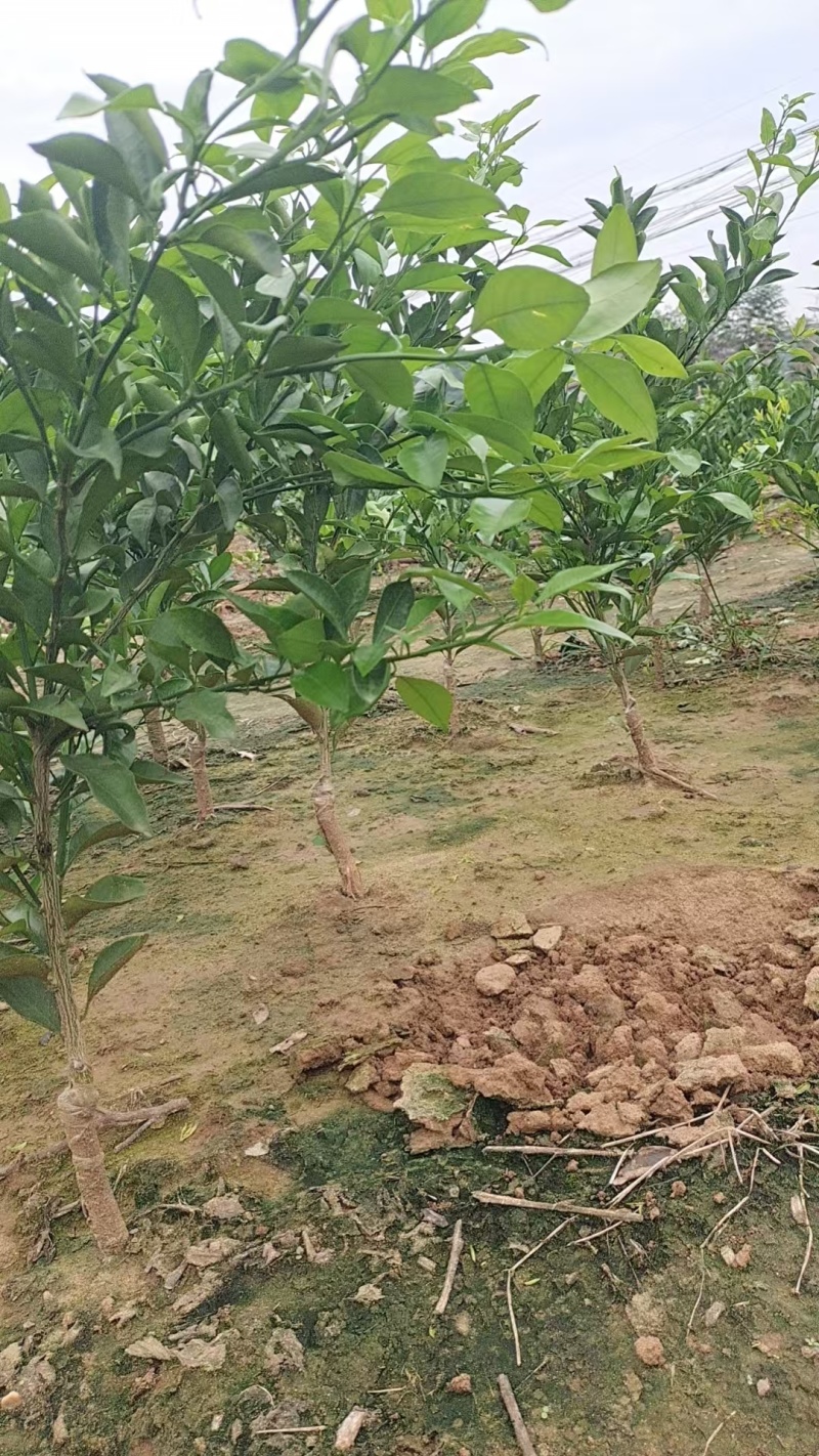 【耙耙柑苗】产地直发量大价优成活率高免费技术指导欢迎咨询