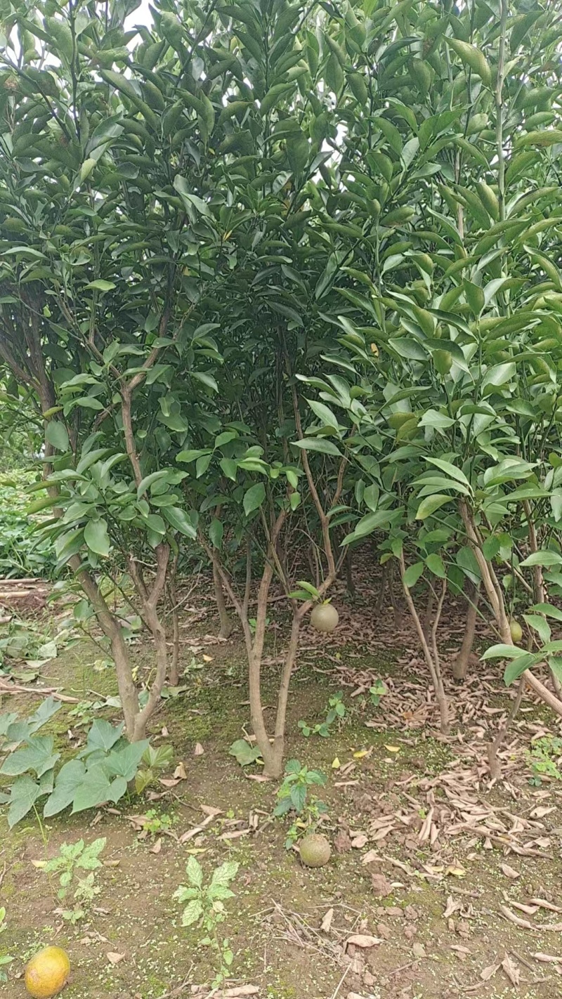 【耙耙柑苗】产地直发量大价优成活率高免费技术指导欢迎咨询