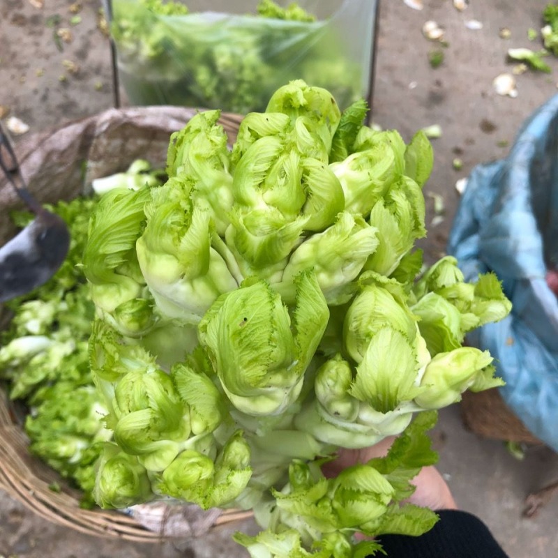 精品儿菜多籽菜保质保量万亩基地对接电商平台市场团购
