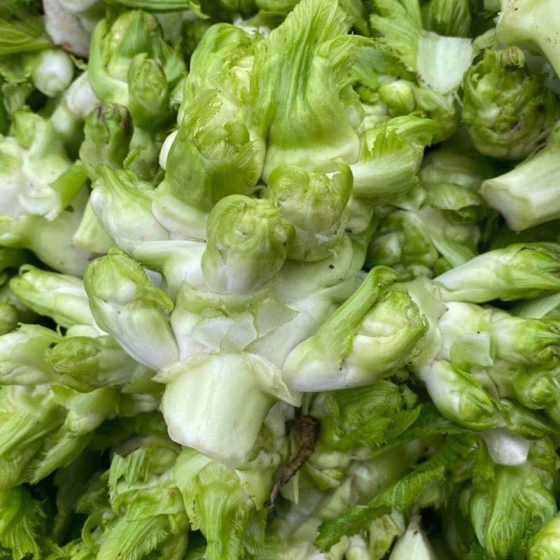 精品儿菜多籽菜保质保量万亩基地对接电商平台市场团购