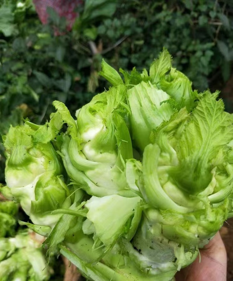 精品儿菜多籽菜保质保量万亩基地对接电商平台市场团购