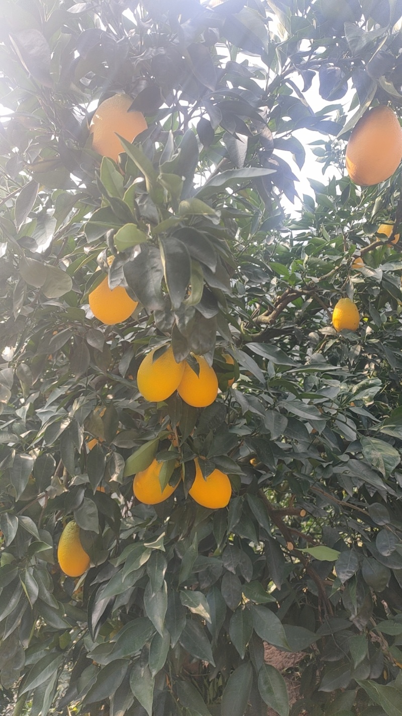 【长虹脐橙】湖北脐橙产地直发货源稳定量大价优欢迎致电咨询