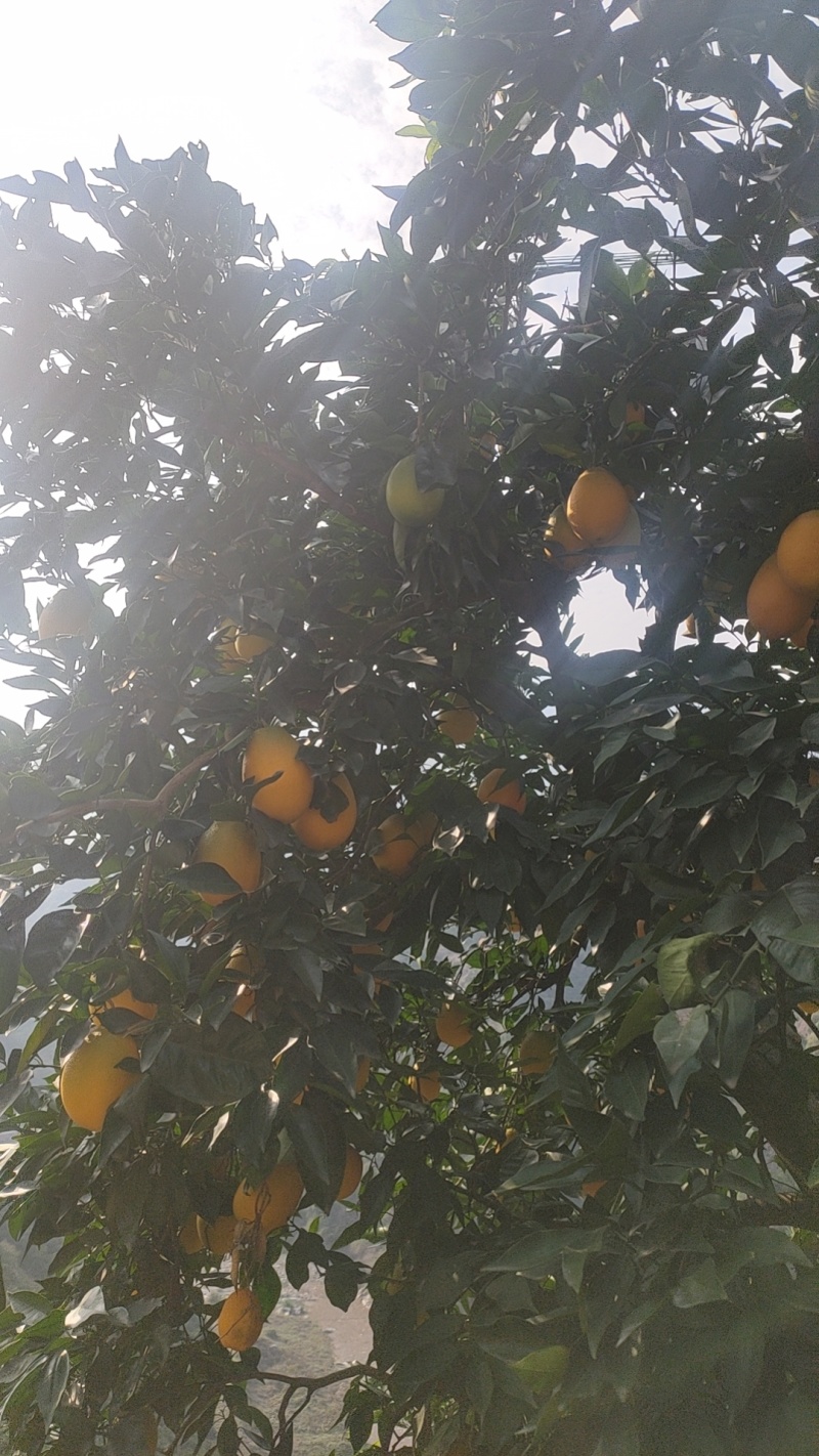 【长虹脐橙】湖北脐橙产地直发货源稳定量大价优欢迎致电咨询