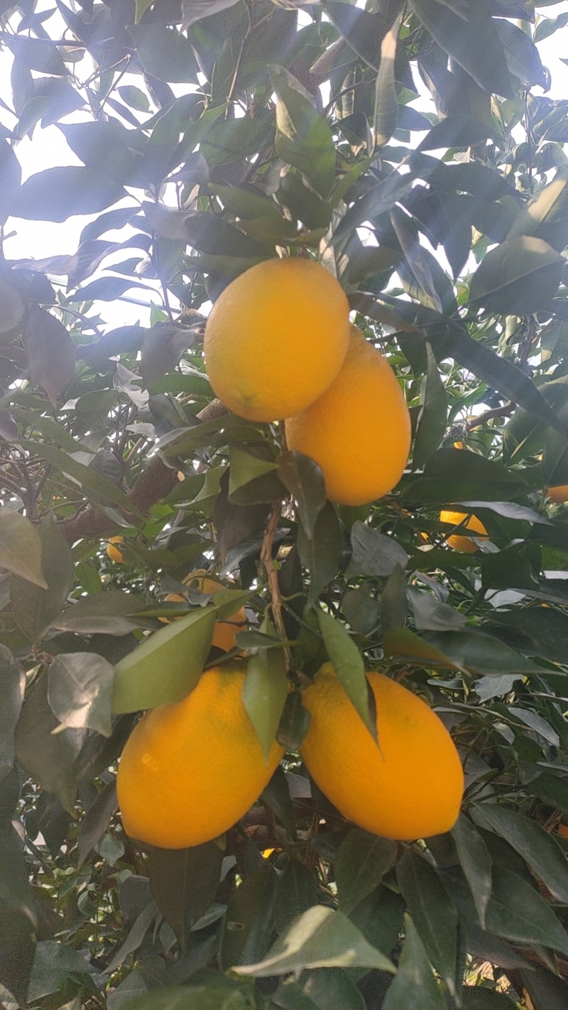 【长虹脐橙】湖北脐橙产地直发货源稳定量大价优欢迎致电咨询