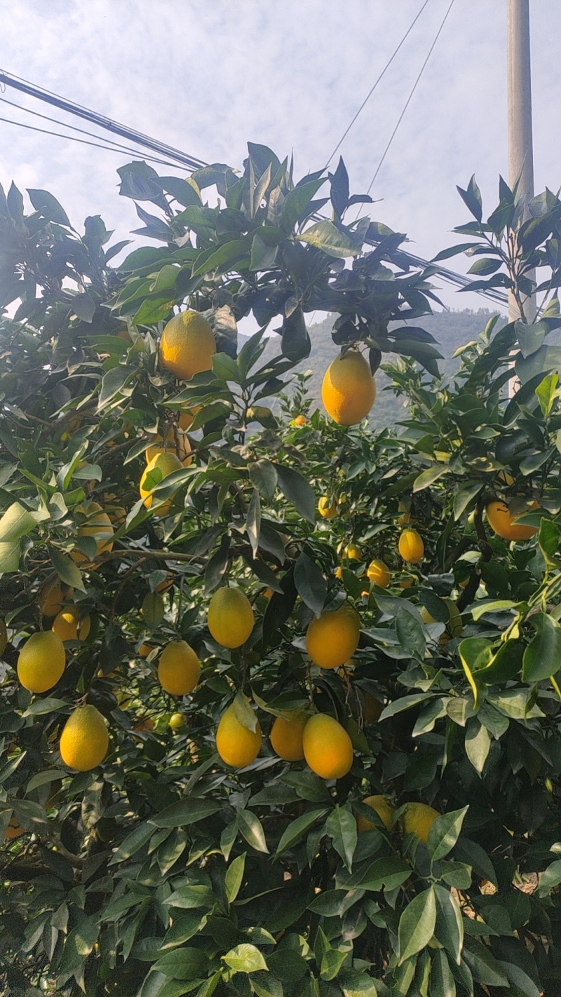 【长虹脐橙】湖北脐橙产地直发货源稳定量大价优欢迎致电咨询