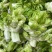 儿菜多籽菜儿菜保质保量万亩基地对接加工厂电