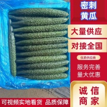 密刺黄瓜精品黄瓜品质保障对接商超市场社区等