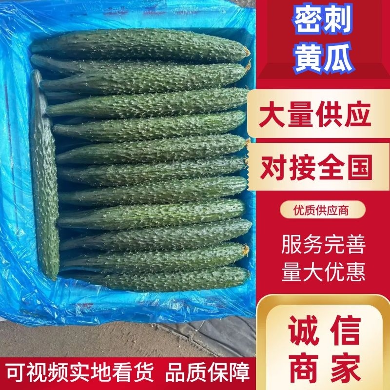 密刺黄瓜精品黄瓜品质保障对接商超市场社区等
