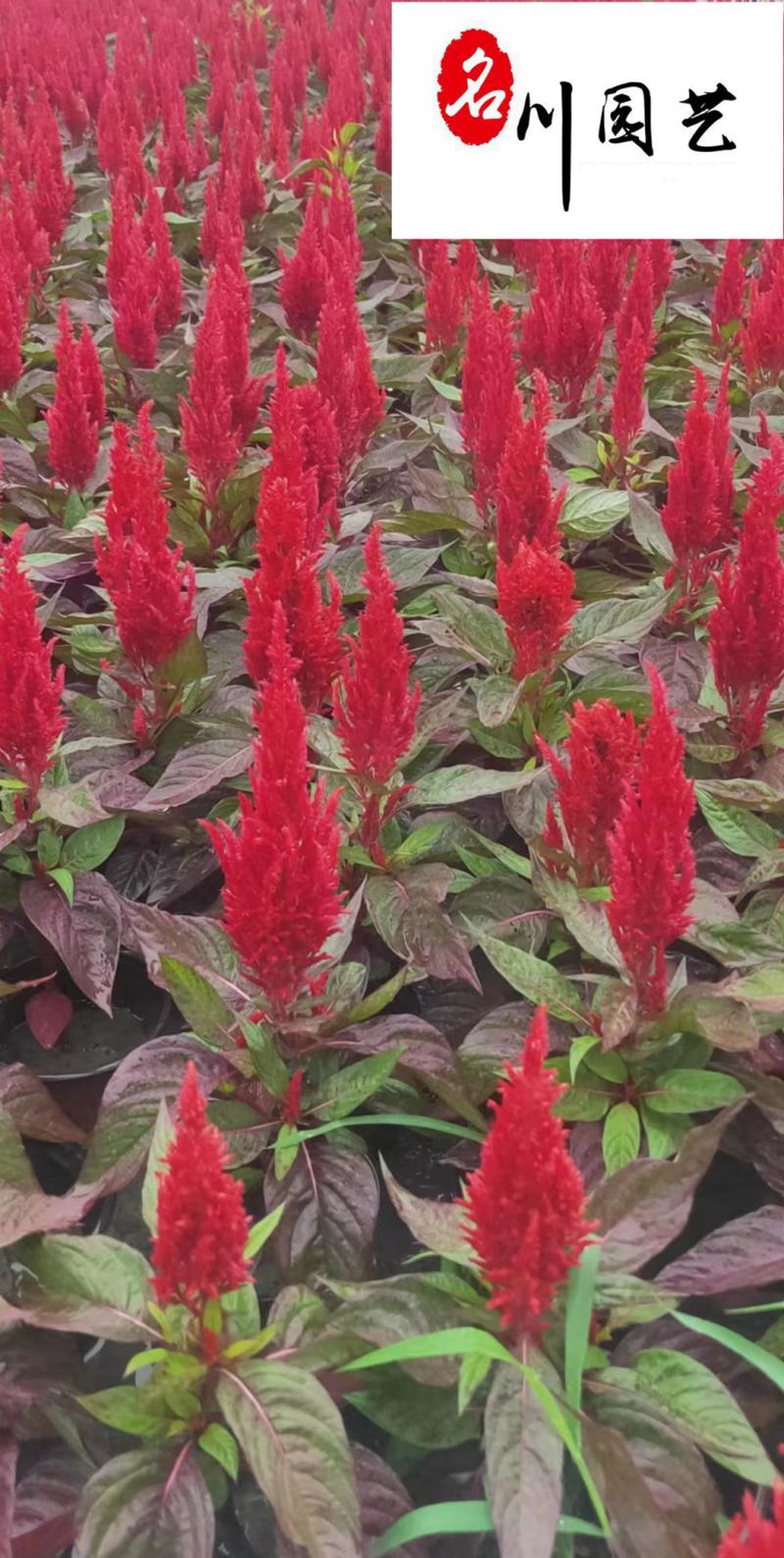 出售红叶火炬杯苗，紫叶火炬，成都火炬花苗圃基地直供
