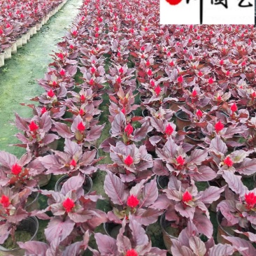 出售红叶火炬杯苗,紫叶火炬,成都火炬花苗圃基地直供
