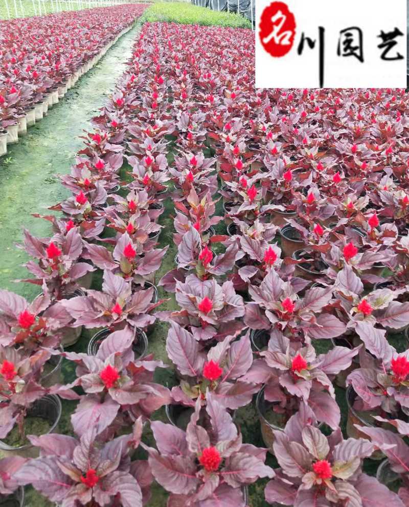 出售红叶火炬杯苗，紫叶火炬，成都火炬花苗圃基地直供