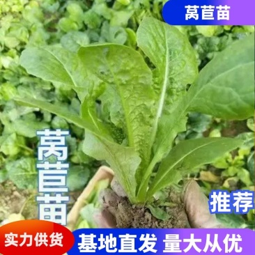 莴苣苗莴笋苗苗圃直发可视频看货量大从优欢迎咨询