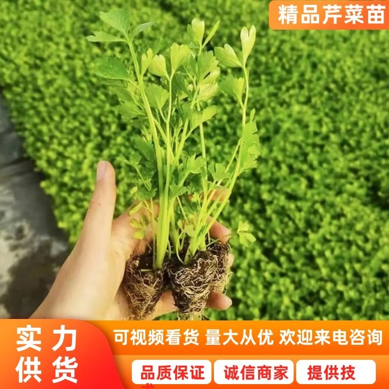 芹菜苗优质芹菜苗基地直发提供技术全国发货欢迎咨询