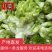 儿菜多籽菜儿菜保质保量万亩基地对接加工厂电