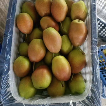 【推荐】精品山东秋月产地直发大量供应甘甜可口价格美丽