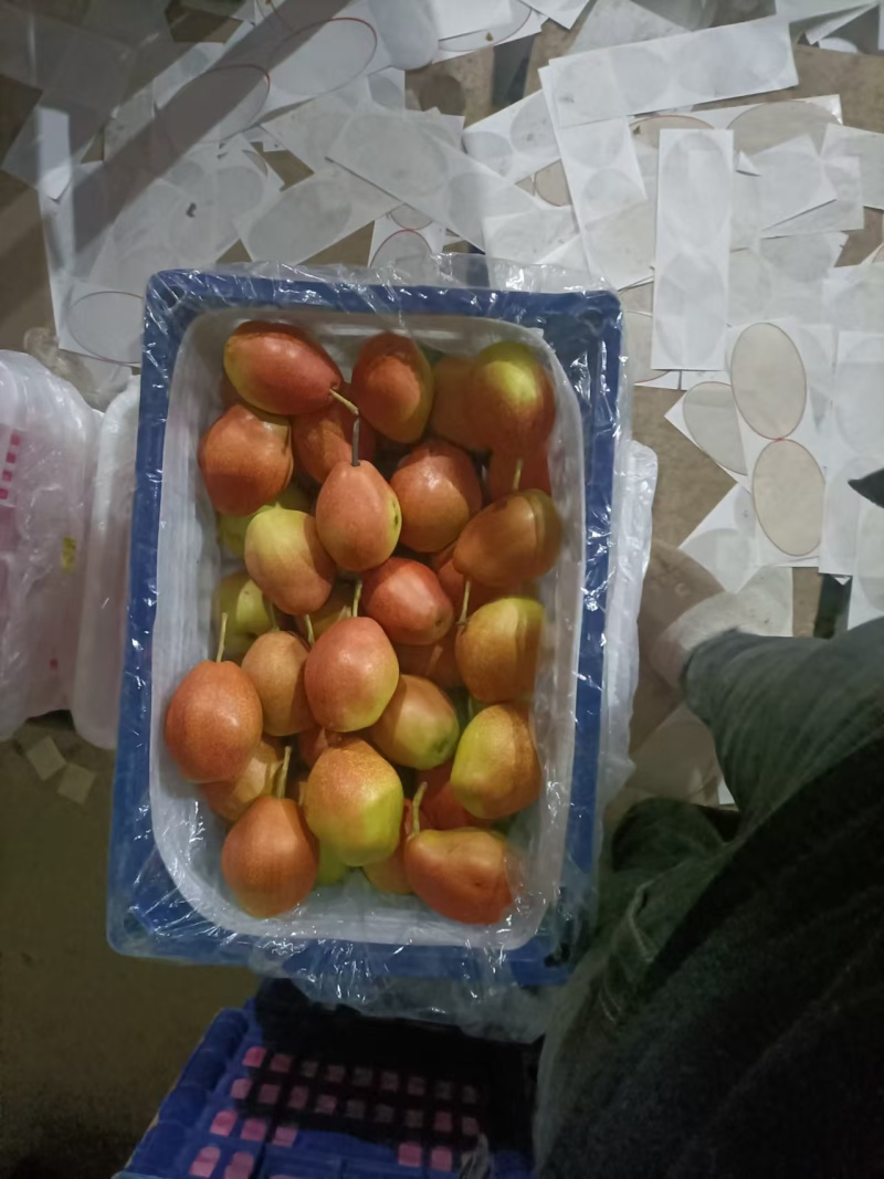 【推荐】精品山东秋月产地直发大量供应甘甜可口价格美丽