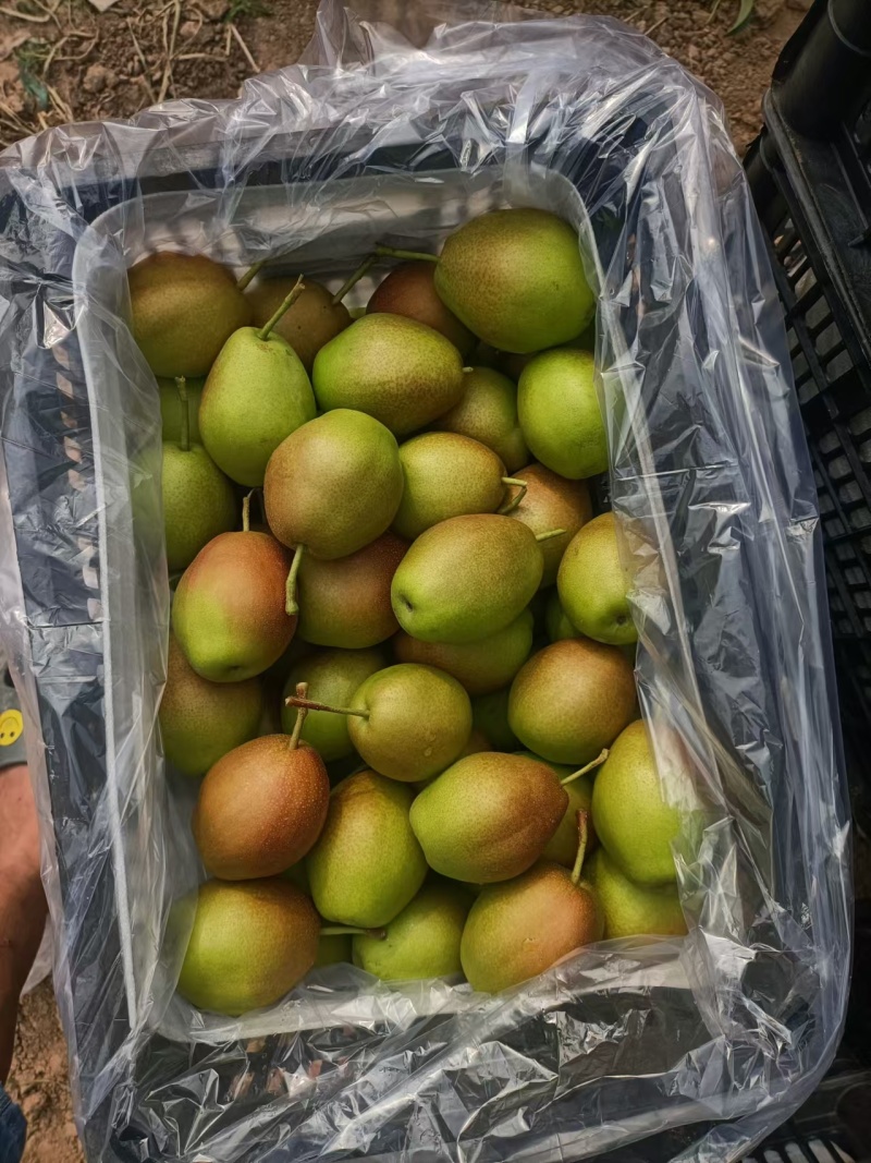 【推荐】精品山东秋月产地直发大量供应甘甜可口价格美丽