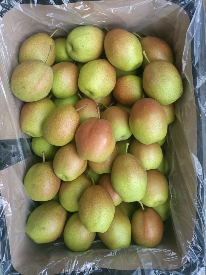 【推荐】精品山东秋月产地直发大量供应甘甜可口价格美丽