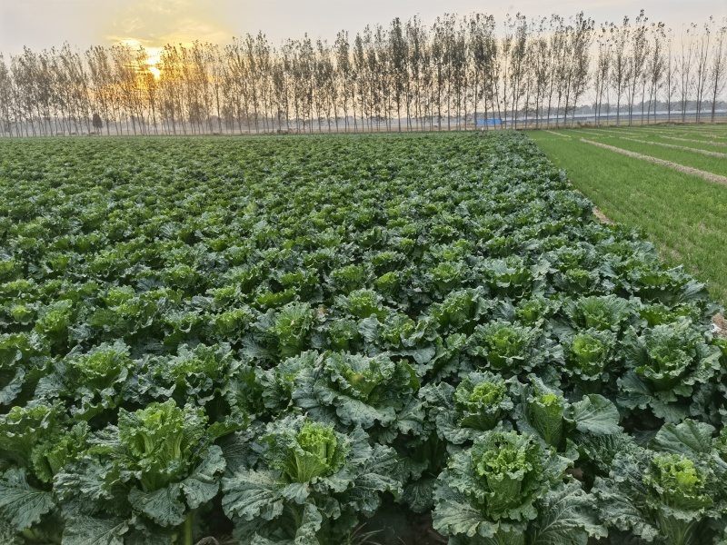 山东白菜青帮津育80自产自销，产地一手货源，欢迎电联