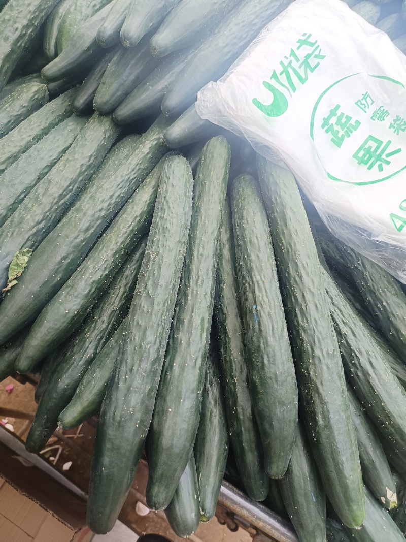广东湛江徐闻密刺黄瓜一手资源货源充足，供应电商平台和市场