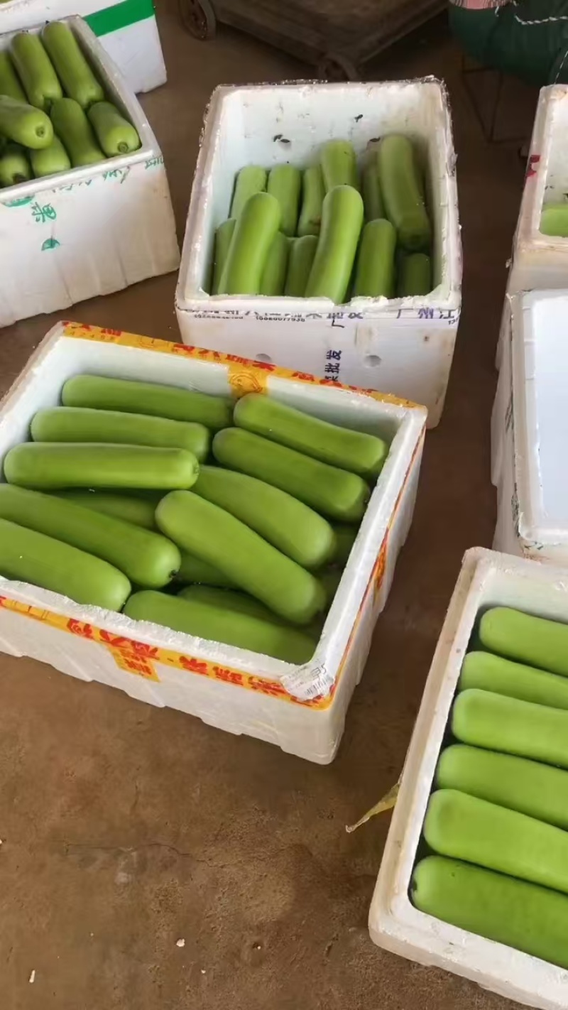 瓠瓜广东湛江徐闻基地直供一手资源，可供应电商和市场