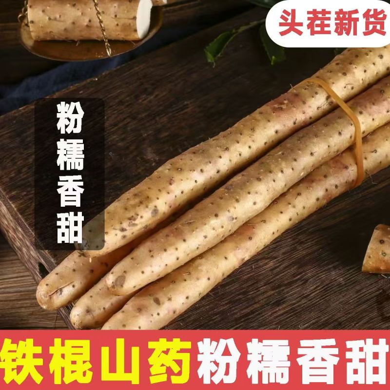 河南铁棍山药2024新货上市需要的老板电话联系