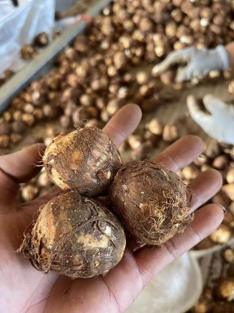 毛芋头8520系列现挖现装沙土地万亩毛芋头出货物美价廉