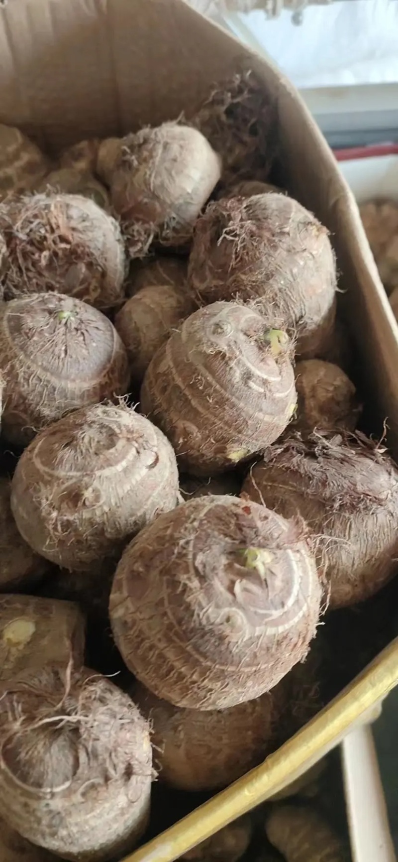 毛芋头8520系列现挖现装沙土地万亩毛芋头出货物美价廉