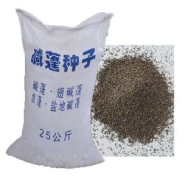 碱蓬种子，翅碱蓬卤蓬碱蓬草春季秋季碱蓬籽春季秋季防风固土