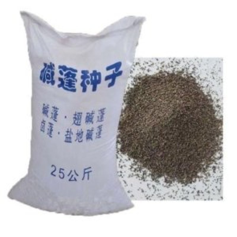 碱蓬种子，翅碱蓬卤蓬碱蓬草春季秋季碱蓬籽春季秋季防风固土