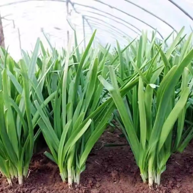 富生2908韭菜种子耐寒耐高温抗老化无干尖辛辣味