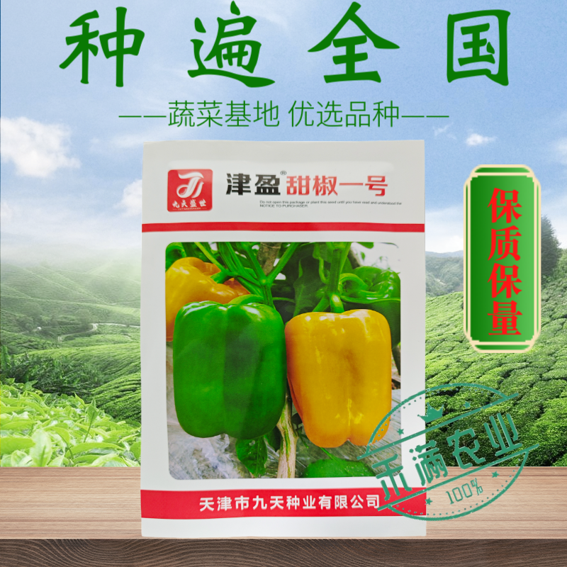 黄色甜椒种子灯笼辣椒阳台四季秧彩椒蔬菜幼苗秧苗菜苗种籽孑