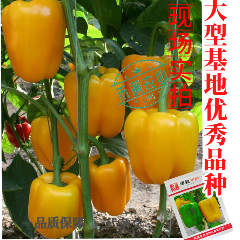 黄色甜椒种子灯笼辣椒阳台四季秧彩椒蔬菜幼苗秧苗菜苗种籽孑