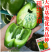 黄色甜椒种子灯笼辣椒阳台四季秧彩椒蔬菜幼苗秧苗菜苗种籽孑