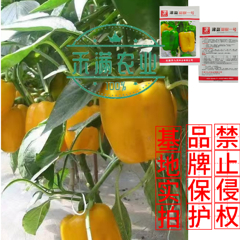 黄色甜椒种子灯笼辣椒阳台四季秧彩椒蔬菜幼苗秧苗菜苗种籽孑